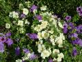 Petunias white and blue